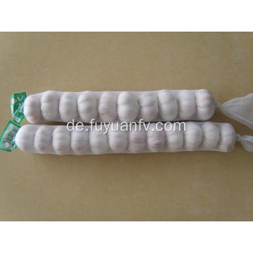 Jinxiang neue Ernte Normaler weißer Knoblauch
